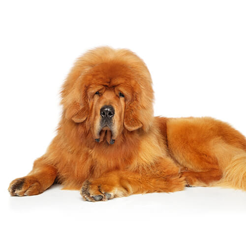 Tibetas mastiffs shop